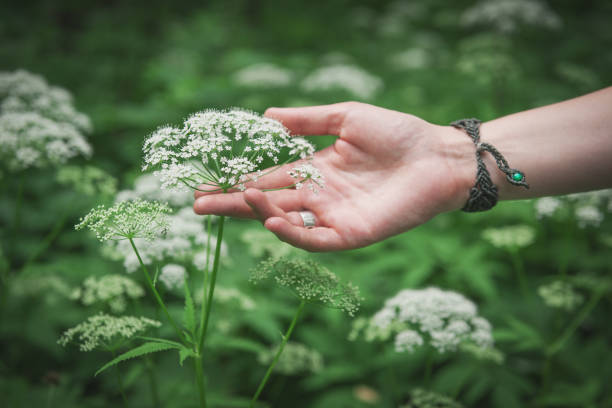 istock Woman hand touching wild meadow flower 825226984