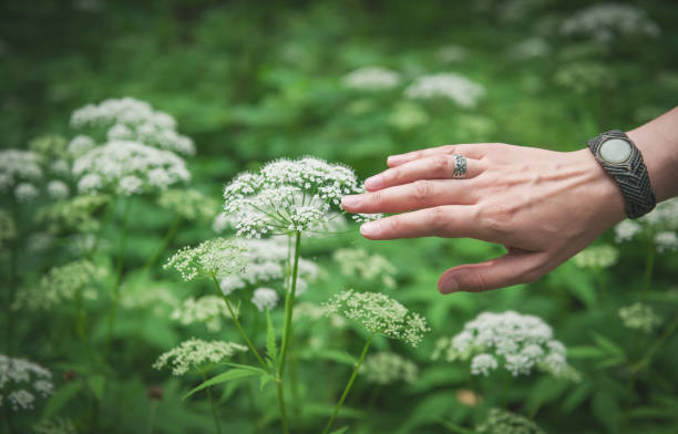 istock Woman hand touching wild meadow flower 825227606