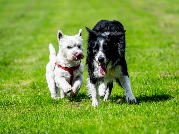 istock West highland terrier and border collie 825228426