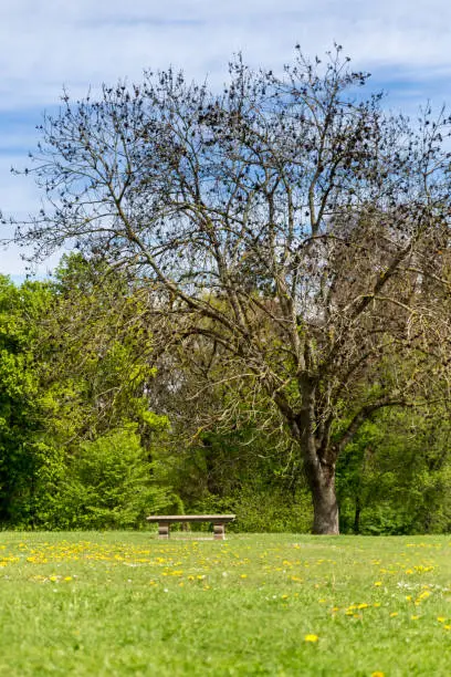 Park Bench underneath Tree on Meadow, Spring, Germany