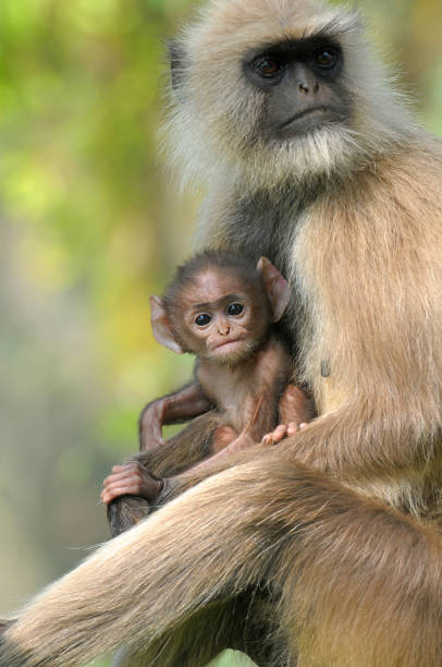 幼児とハヌマーン ラングール - leaf monkey ストックフォトと画像