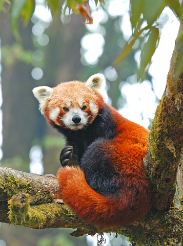 Red Panda sitting in tree at Singalila National Park