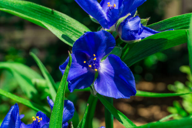 istock Blue flowers with green leaves at sunshine 825243314