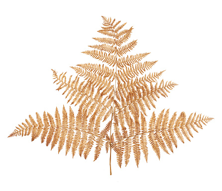 Branch of fern leaf isolated agains white background
