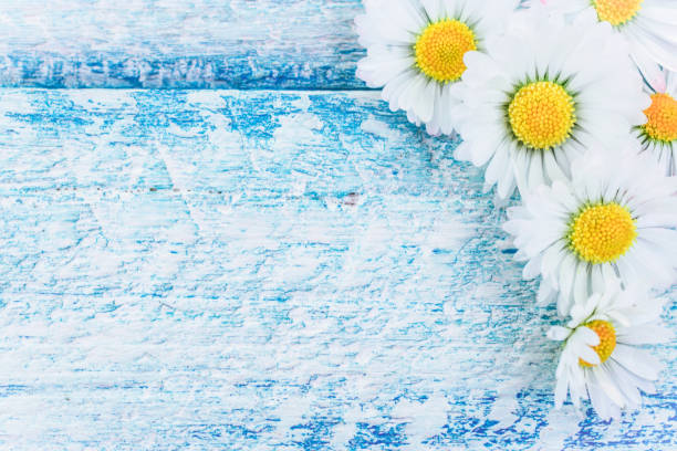 istock Chamomile flowers on wooden background. top view with copy space. 825253852