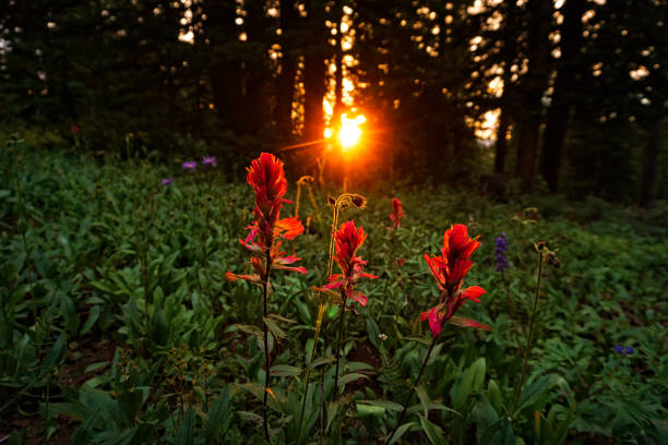 istock Sunset Beam on Indian Paintbrush Flowers 825253916