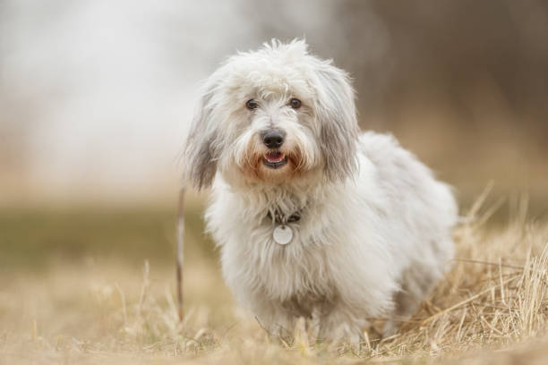 Tulear dog cotton Healthy purebred dog photographed outdoors in the nature on a sunny day. coton de tulear stock pictures, royalty-free photos & images