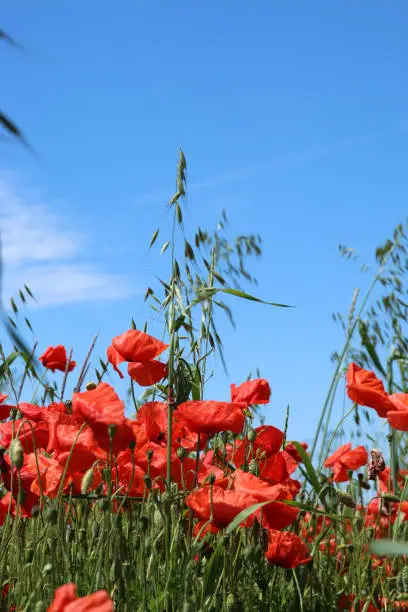 Corn poppy