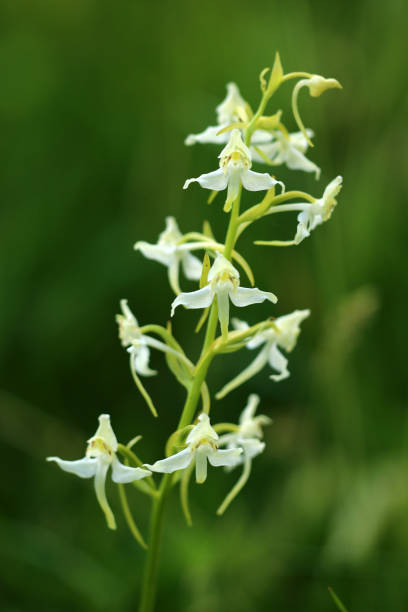 waldhyazinthe - geschützt imagens e fotografias de stock