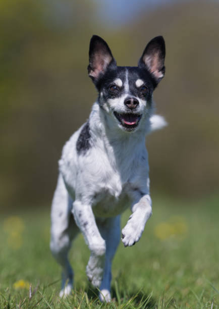 istock Danish swedish farm dog 825257772