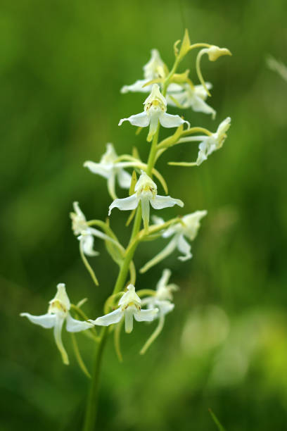 waldhyazinthe - geschützt imagens e fotografias de stock