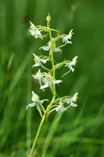 waldhyazinthe - geschützt fotografías e imágenes de stock