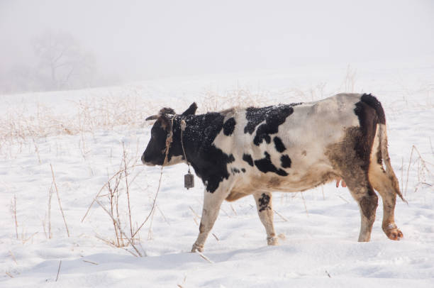 istock cow, kine, beefs, beef, bossy, neat 825258580