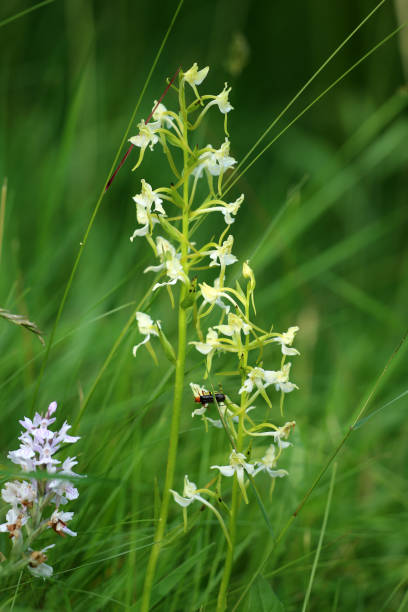 forest hyacinth and knabenkraut - geschützt imagens e fotografias de stock