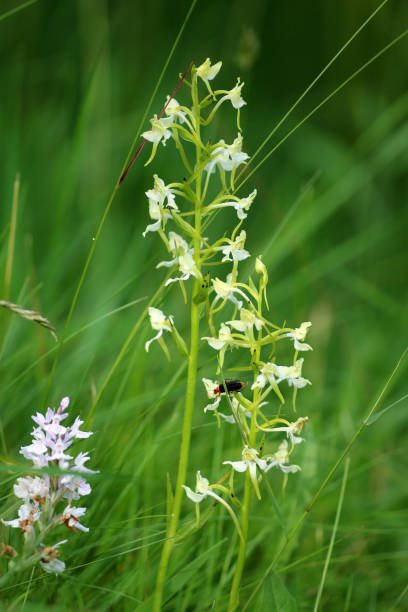 forest hyacinth and knabenkraut - geschützt imagens e fotografias de stock