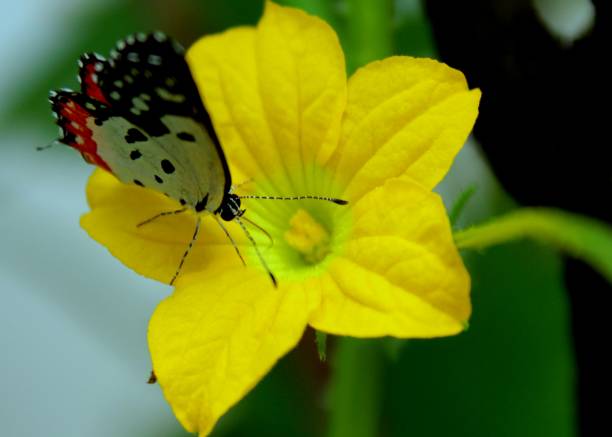 a small colorful butterfly - insect - on a yellow color cucumber - cucumis sativus - flower - planting growth plant gourd imagens e fotografias de stock