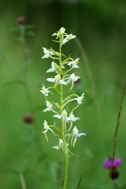 waldhyazinthe - geschützt fotografías e imágenes de stock