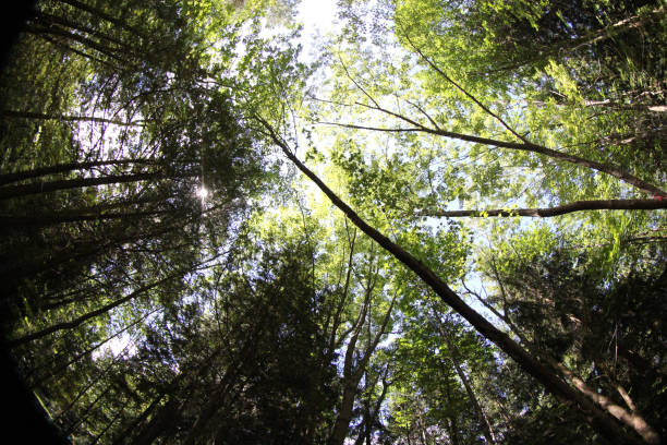 istock Looking up from the ground in a forest. 825260498