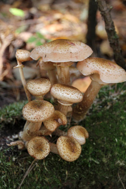 istock Group of wild mushrooms growing in the forest. 825260836