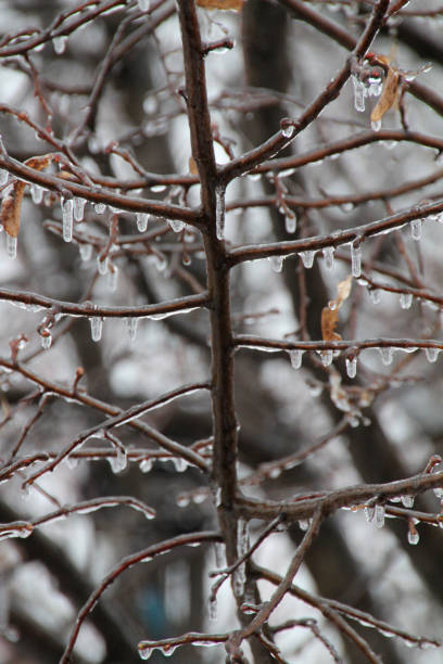 istock Ice covering branches on a tree after an ice storm in Canada. 825260844