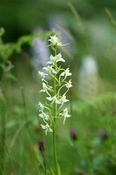 waldhyazinthe - geschützt fotografías e imágenes de stock