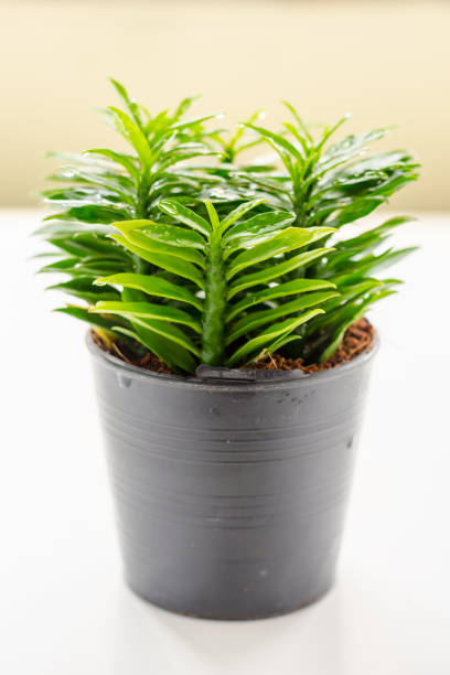 istock Fresh little tree on the white background in House 825261072