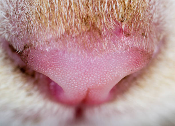 istock Dirty nose of a small kitten 825261234
