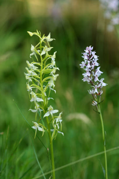 waldhyazinthe und knabenkraut - geschützt fotografías e imágenes de stock