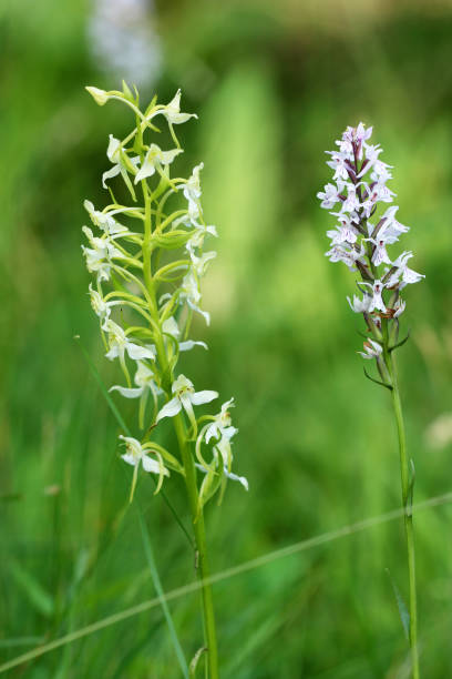 forest hyacinth and knabenkraut - geschützt imagens e fotografias de stock