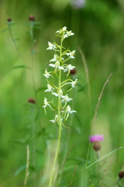 waldhyazinthe - geschützt fotografías e imágenes de stock