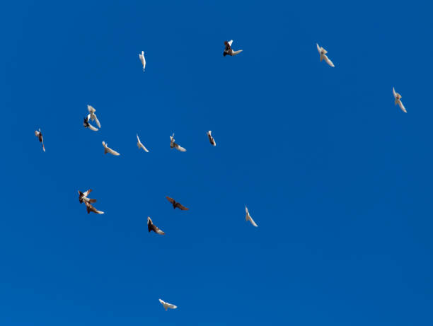 istock A flock of pigeons on a blue sky 825266552