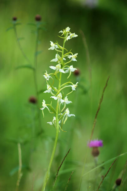 waldhyazinthe - geschützt fotografías e imágenes de stock