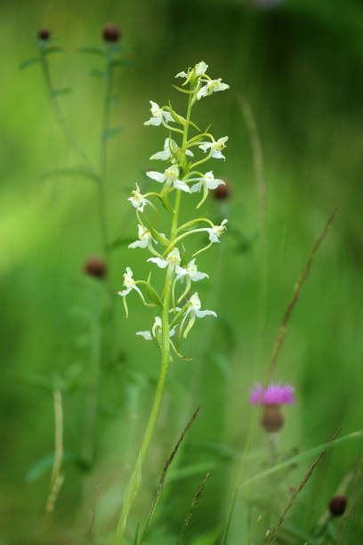 waldhyazinthe - geschützt fotografías e imágenes de stock