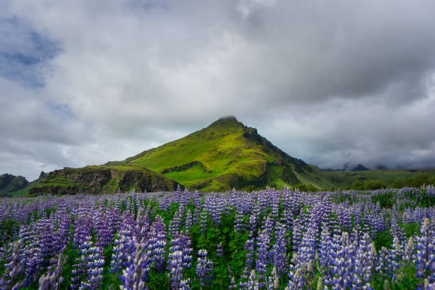 istock Iceland - Moss covered volcano behind purple flower field 825267344