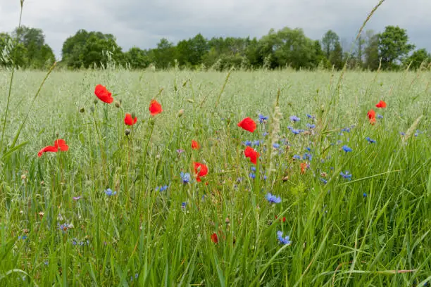 red and blue flowers in a meadow