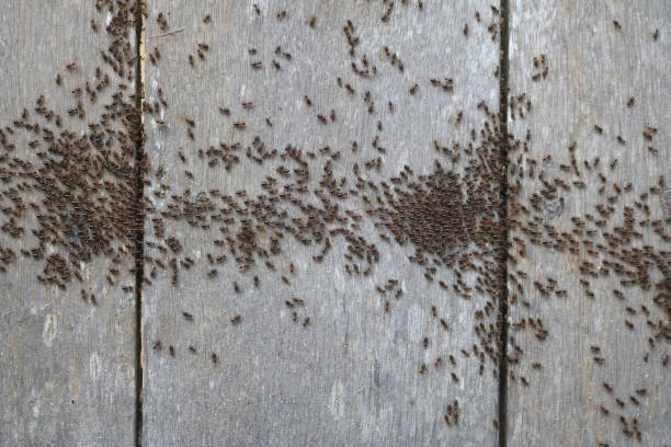 istock Termite walking on the wooden floor 825275070