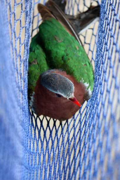 istock The birds trapped in the nets, Common Emerald Dove 825275966