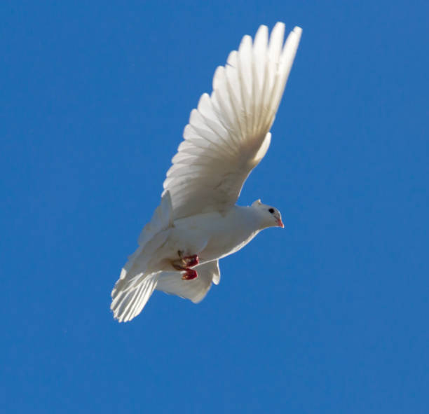 istock White dove in flight against a blue sky 825276474
