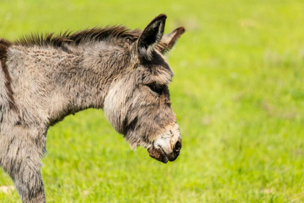 istock A donkey grazes pasture in a field with grass 825279976