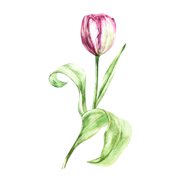 4,100+ White Tulip Watercolor Stock Photos, Pictures & Royalty-Free ...