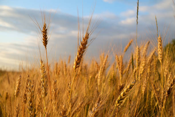 istock Golden ears of wheat at sunset 825280754