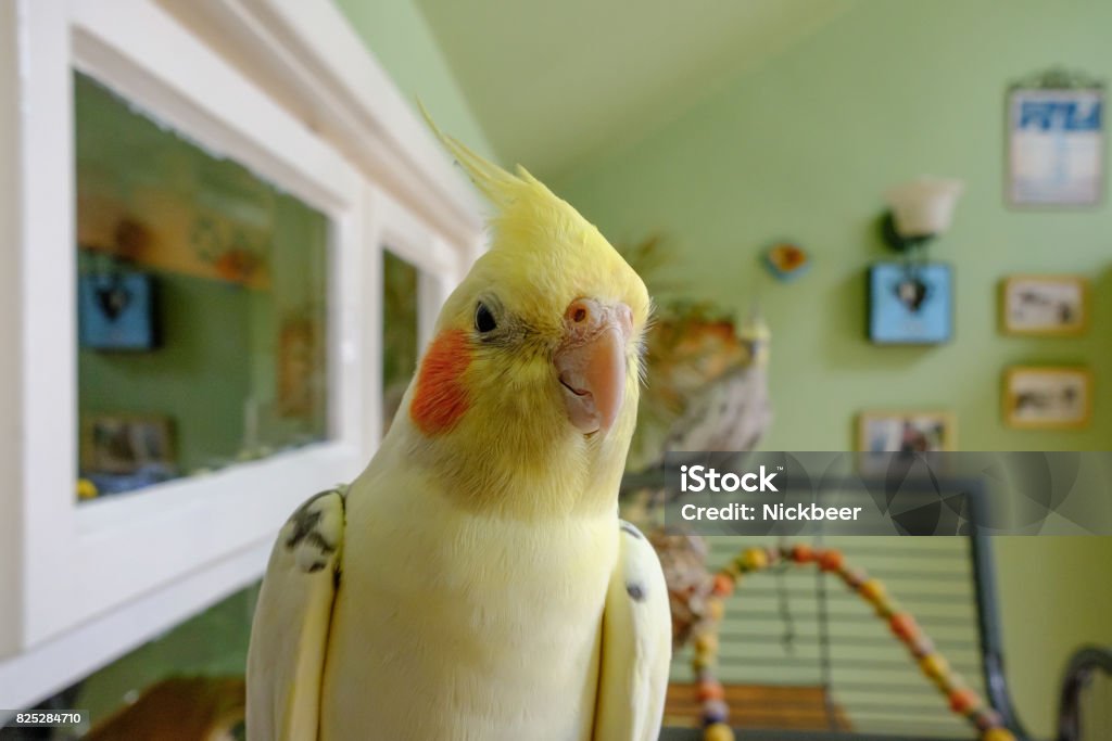 Close-up of view a male Cockatiel, seen perched on his open cage. The background shows his out of focus hen bird, seen within a large conservatory. Parrot Stock Photo