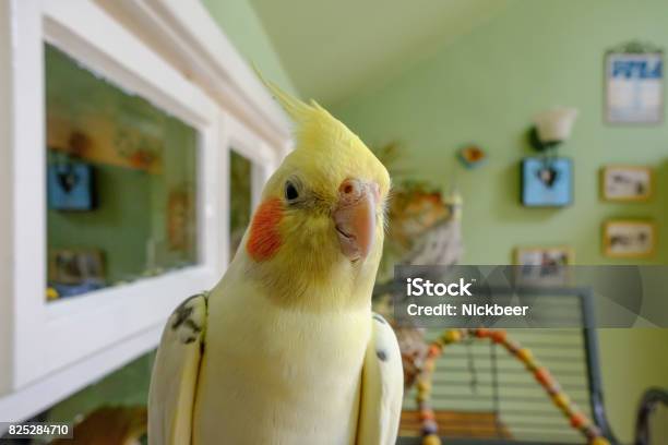 Closeup Of View A Male Cockatiel Seen Perched On His Open Cage Stock Photo - Download Image Now