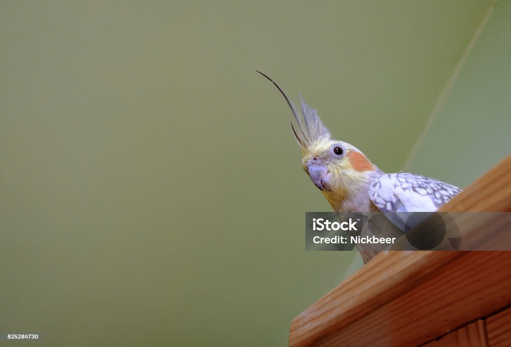 Adult hen Cockatiel seen perched on a large wooden bookcase in a conservatory. The bird, half of a mating pair is seen resting on the bookcase, having flown as regular exercise. Bird Stock Photo