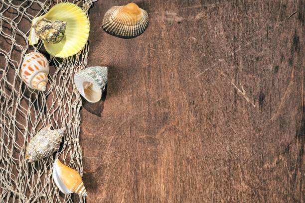 istock sea shells on a fishing net as a frame on a wooden table, top view with copy space for your text 825290828