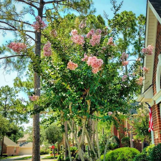 istock Pink Crepe Myrtle Tree, Clear Lake City, Texas 825294772