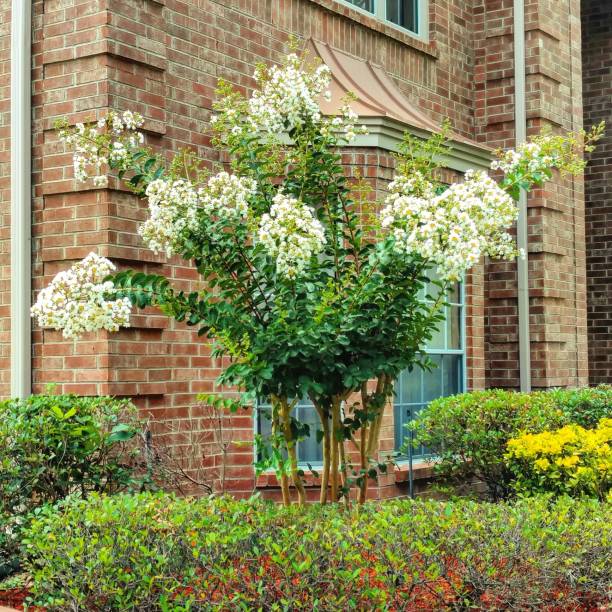 istock White Crepe Myrtle Tree, Clear Lake City, Texas 825294940