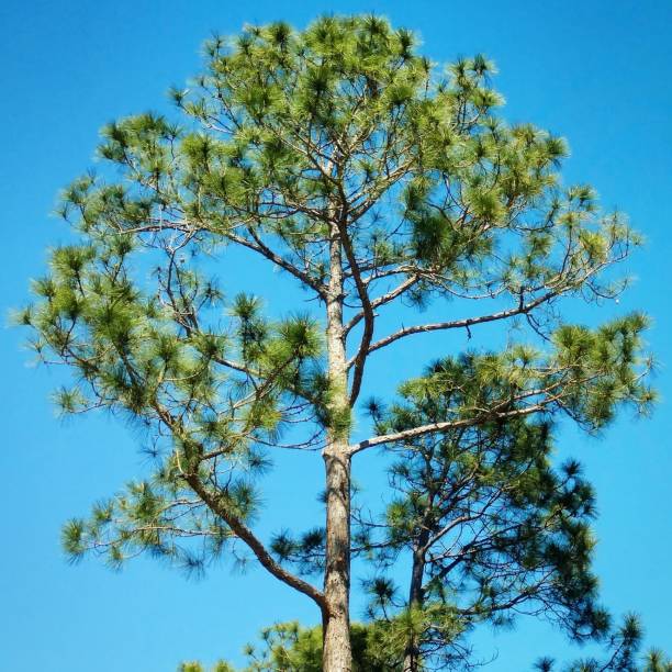 Southern Yellow Pine Tree, Clear Lake City, Texas stock photo