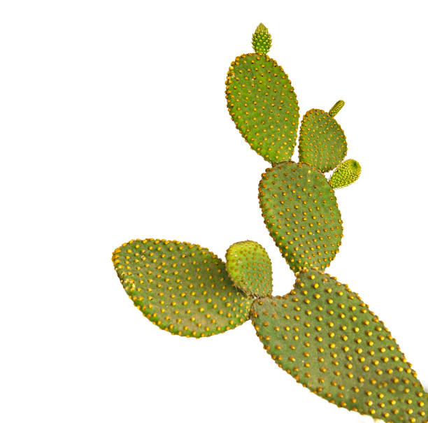 istock Opuntia cactus isolated on white background 825301068