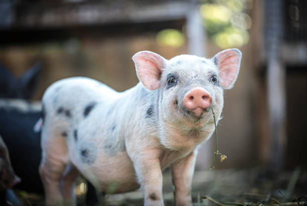 Small pig looking in pigsty. Raising pigs in the interior of the state of Paraná.